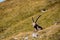 Hinterer Polster - A mountain goat on an alpine meadow in the Hochschwab mountain region in Styria, Austria