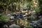 Hinterland Rainforest Creek