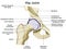 Hip Joint Anatomy Infographic Diagram