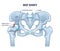 Hip joint structure with anatomical bone parts description outline concept