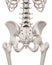 The hip and lower spine