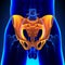 Hip Pelvic Sacrum Bone Anatomy with Circulatory System