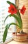 Hippeastrum