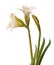 Hippeastrum amarillis