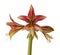 Hippeastrum amarillis green and red  Butterfly group