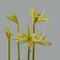 Hippeastrum (amarillis) Spider Group \\\