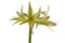 Hippeastrum (amarillis) Spider Group \\\