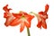 Hippeastrum, Amaryllis