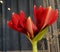 Hippeastrum Amaryllis - big red flower