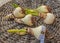 Hippeastrum amaryllis bulbs of small-flowered varieties. Selective focus