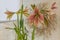 Hippeastrum amaryllis Butterfly Group