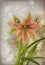 Hippeastrum amaryllis Butterfly Group