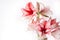 Hippeastrum Amaryllis Charisma, Dutch hybride, white-pink flower