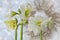 Hippeastrum amaryllis  Double Galaxy Group