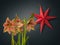 Hippeastrum amaryllis `Exotic Star` and paper lightning lantern in star form mass production