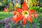 Hippeastrum or Amaryllis flower blooming in Garden Outdoor in summer with bokeh nature background