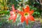 Hippeastrum or Amaryllis flower blooming in Garden Outdoor in summer with bokeh nature background