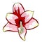 The is hippeastrum amaryllis flower vector illustration