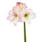 Hippeastrum or Amaryllis flowers ,Pink amaryllis flowers isolated on white background, with clipping path