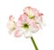 Hippeastrum or Amaryllis flowers ,Pink amaryllis flowers isolated on white background, with clipping path