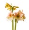 Hippeastrum (amaryllis) Galaxy Group Amore