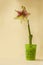 Hippeastrum amaryllis Galaxy group `Tosca` in a green plastic pot on a yellow background