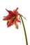 Hippeastrum amaryllis Galaxy group `Tosca` on a white background isolated