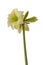 Hippeastrum (amaryllis) \\\