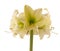 Hippeastrum (amaryllis) \\\