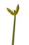 Hippeastrum (amaryllis) peduncle with buds \\\