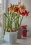 Hippeastrum amaryllis  and poinsettia on window