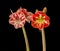 Hippeastrum amaryllis Popov and Samba   on a black background