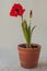 Hippeastrum amaryllis in  pot on gray background