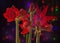 Hippeastrum amaryllis on red paper lightning lantern in star form, christmas decoration mass production on dark background. B