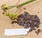 Hippeastrum Amaryllis Seed Boll and empty tag