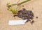 Hippeastrum Amaryllis Seed Boll and empty tag