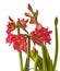 Hippeastrum amaryllis `Sleeping Beauty` `Tres Belle`