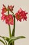 Hippeastrum amaryllis  `Sleeping Beauty` `Tres Belle`