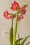 Hippeastrum amaryllis `Sleeping Beauty` `Tres Belle`