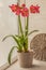 Hippeastrum amaryllis `Sleeping Beauty` `Tres Belle`