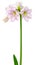 Hippeastrum Amaryllis sonatini Pink Rascal