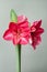 Hippeastrum Amaryllis Sweet pink