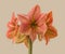 Hippeastrum (amaryllis) \\\