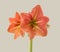 Hippeastrum (amaryllis) \\\