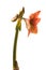 Hippeastrum (amaryllis) \\\