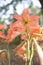 Hippeastrum cybister hybrid in garden