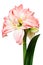 Hippeastrum double flowering Double Record