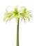 Hippeastrum Evergreen