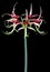 Hippeastrum exotic Chiko