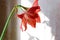 Hippeastrum flower head orange red colored. Large houseplant blossoming flower amaryllis on long stem in sunny day